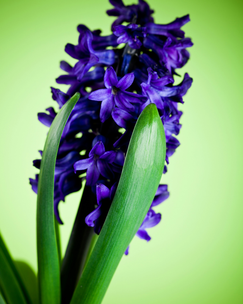 Hydrating Renewal Facial Mist