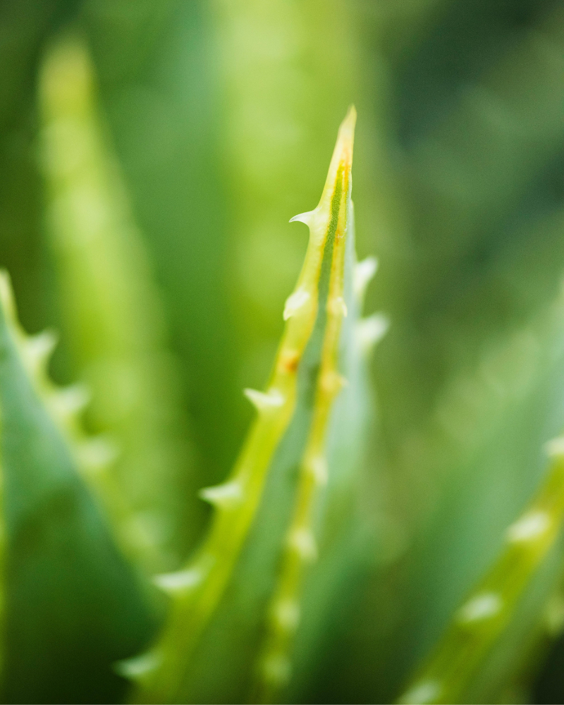 Crystal Clear Purity Cleanser