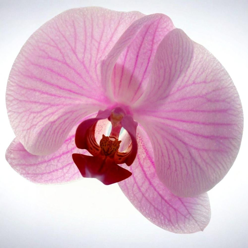 Pure Radiance Face Polish