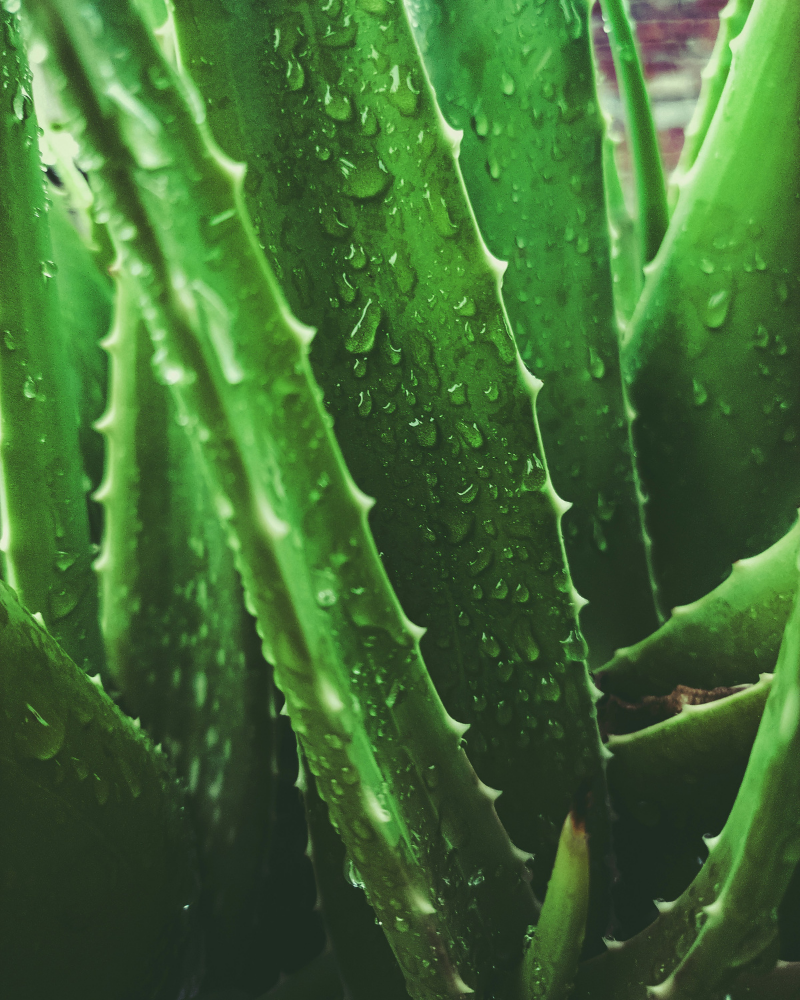 Hydrating Renewal Facial Mist