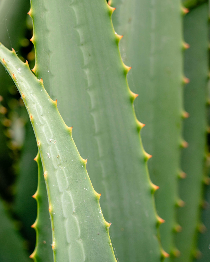 You’re Glowing Moisturising Lotion
